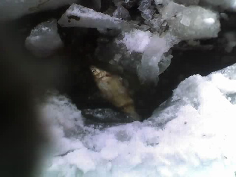 Гибель рыбы на Киевском водохранилище под льдом