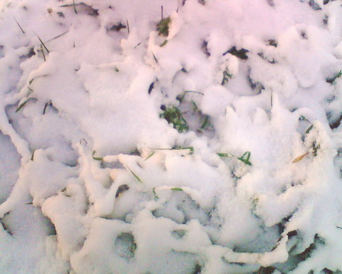 Пробная засидка на лису. Снег на траве.