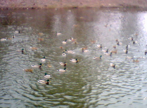 Утки зимой в городском озере.